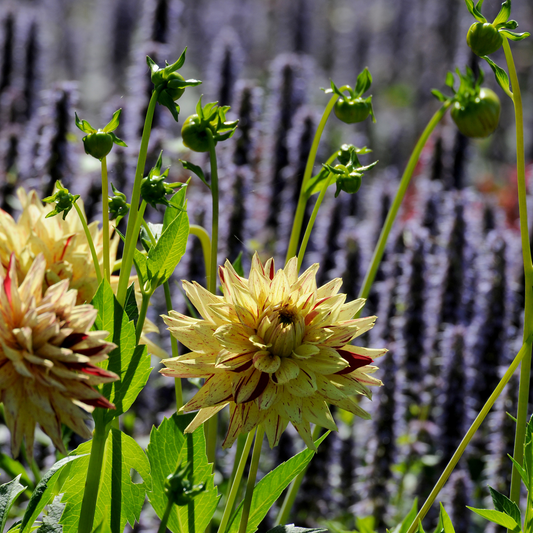 Dahlia tubers - 3 pcs. - Dahlia 'Cambridge' - Flower Bulbs