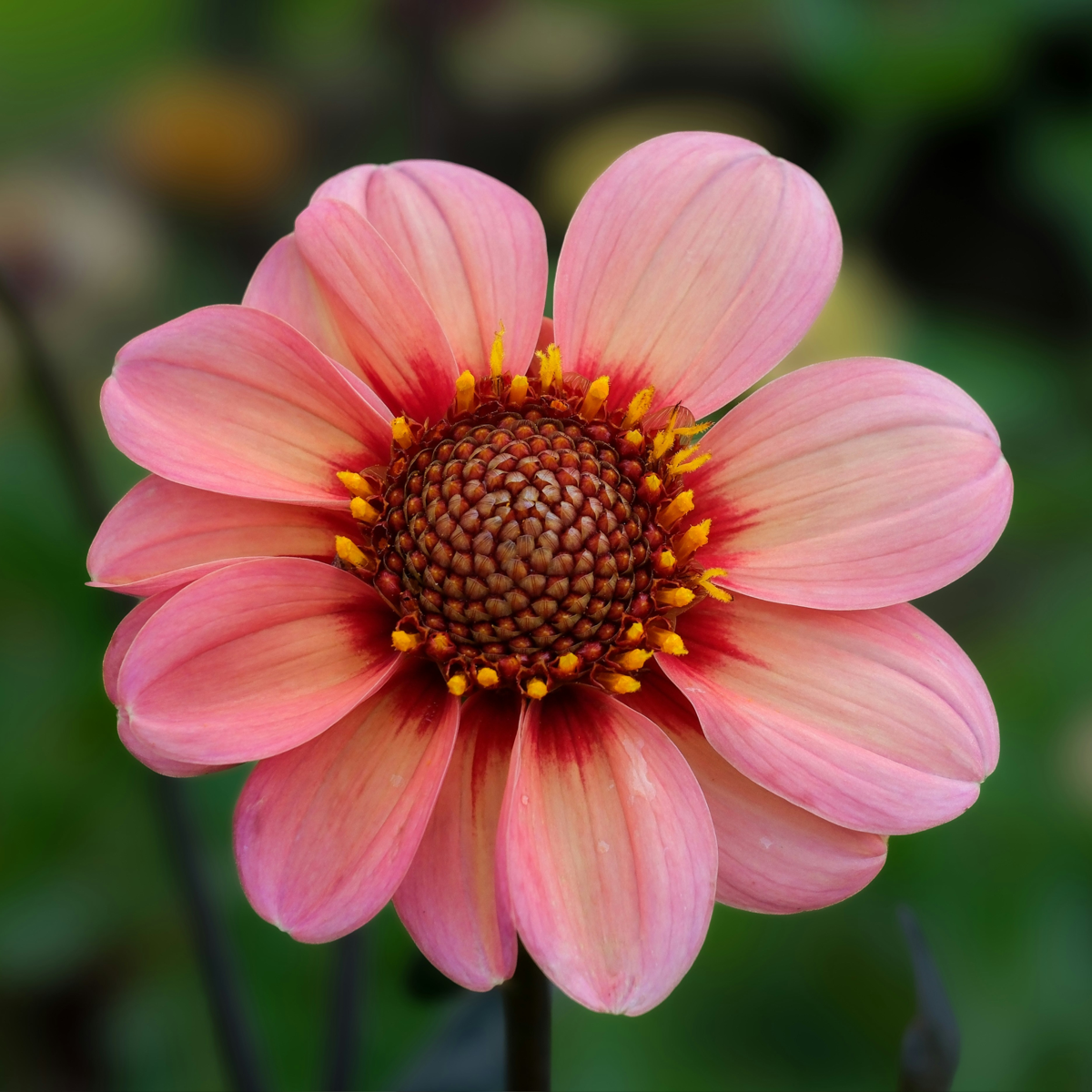 Dahlia tubers - 3 pcs. - Dahlia 'Happy Single Mix' - Flower Bulbs