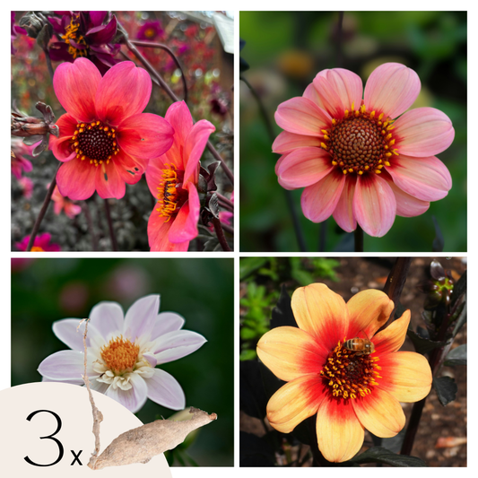 Dahlia tubers - 3 pcs. - Dahlia 'Happy Single Mix' - Flower Bulbs