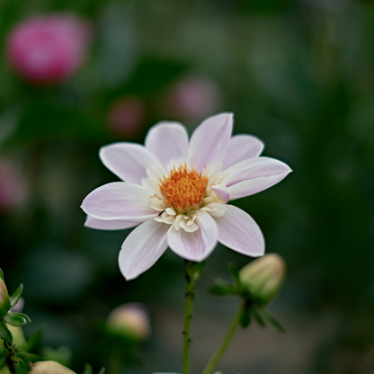 Dahlia tubers - 6 pcs. - Dahlia 'Happy Single Mix' - Flower Bulbs