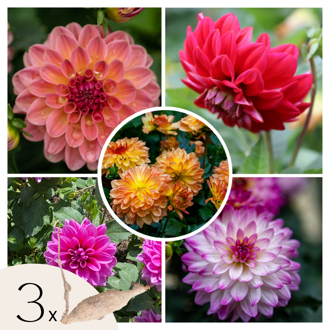 Dahlia tubers - 3 pcs. - Dahlia 'Pacific Mix' - Flower Bulbs