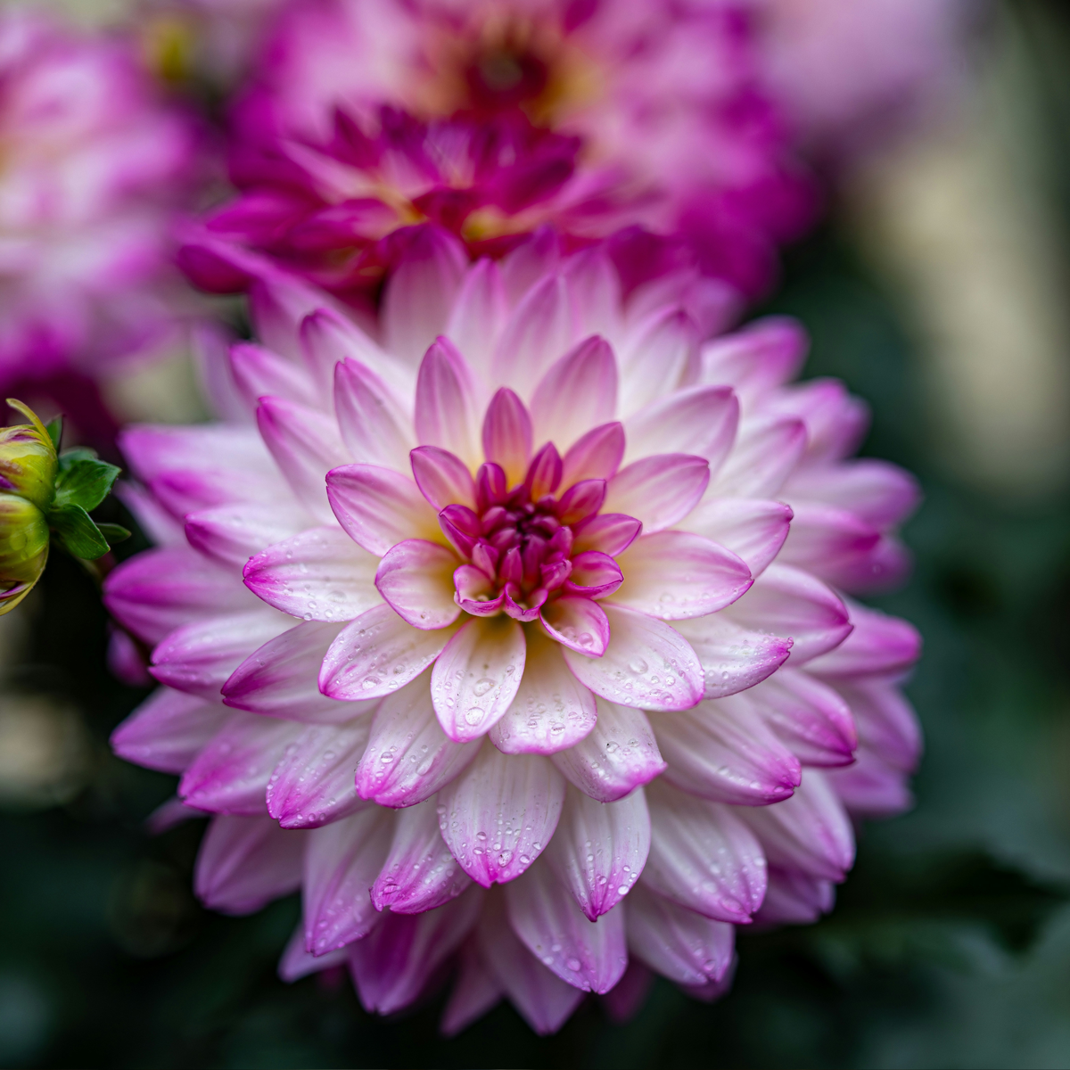 Dahlia tubers - 6 pcs. - Dahlia 'Pacific Mix' - Flower Bulbs