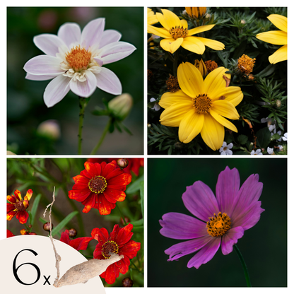 Dahlia tubers - 6 pcs. - Dahlia 'Topmix' - Flower Bulbs