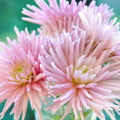 Dahlia tubers - 5 pcs. - Dahlia 'Cactus Mix' - Flower Bulbs