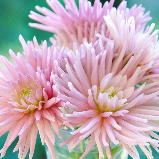 Dahlia tubers - 5 pcs. - Dahlia 'Cactus Mix' - Flower Bulbs