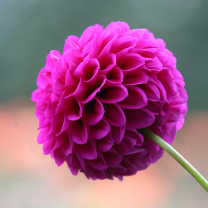 Dahlia tubers - 5 pcs. - Dahlia 'Pompon Mix' - Flower Bulbs