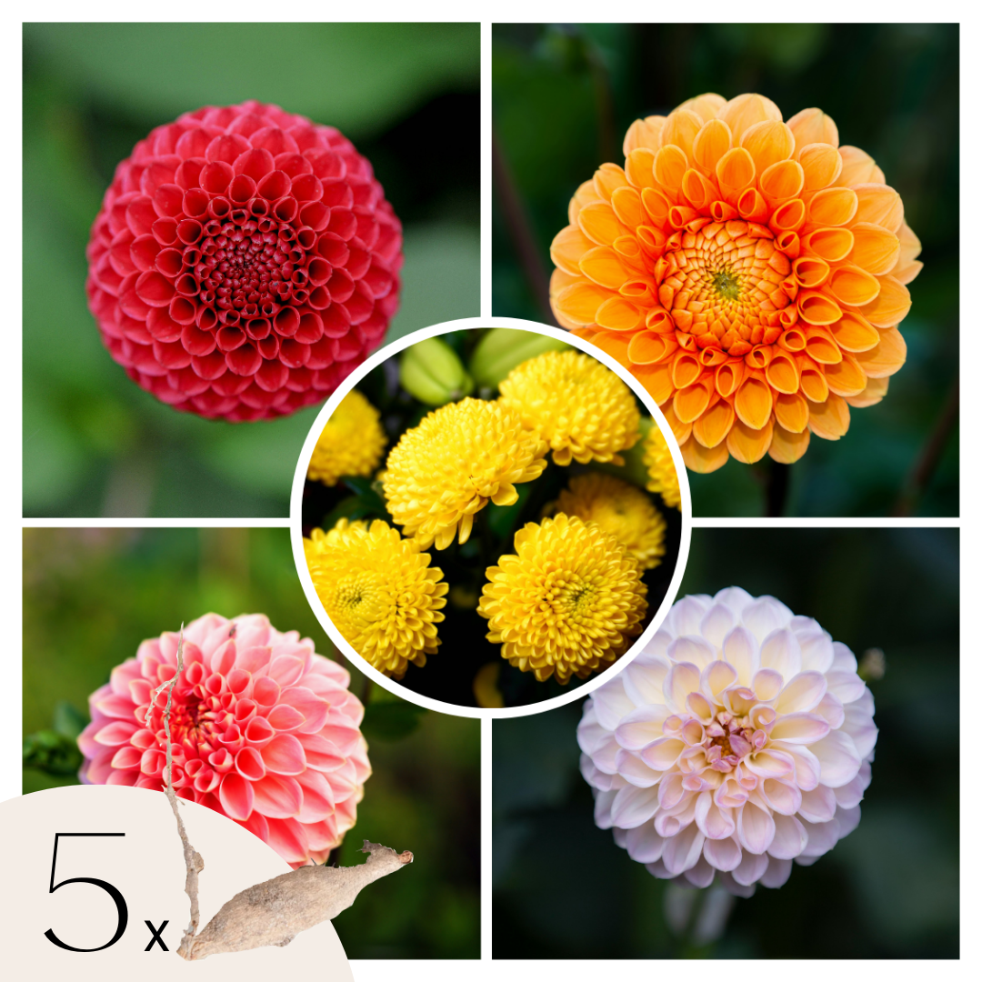 Dahlia tubers - 5 pcs. - Dahlia 'Pompon Mix' - Flower Bulbs