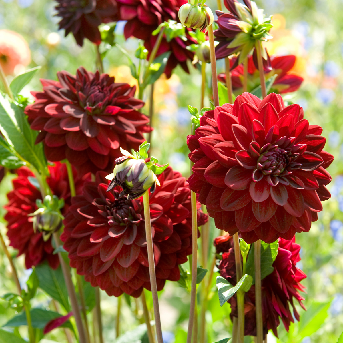 Dahlia - 6 pcs. - Dahlia 'Arabian Night' - Flower Bulbs - Red