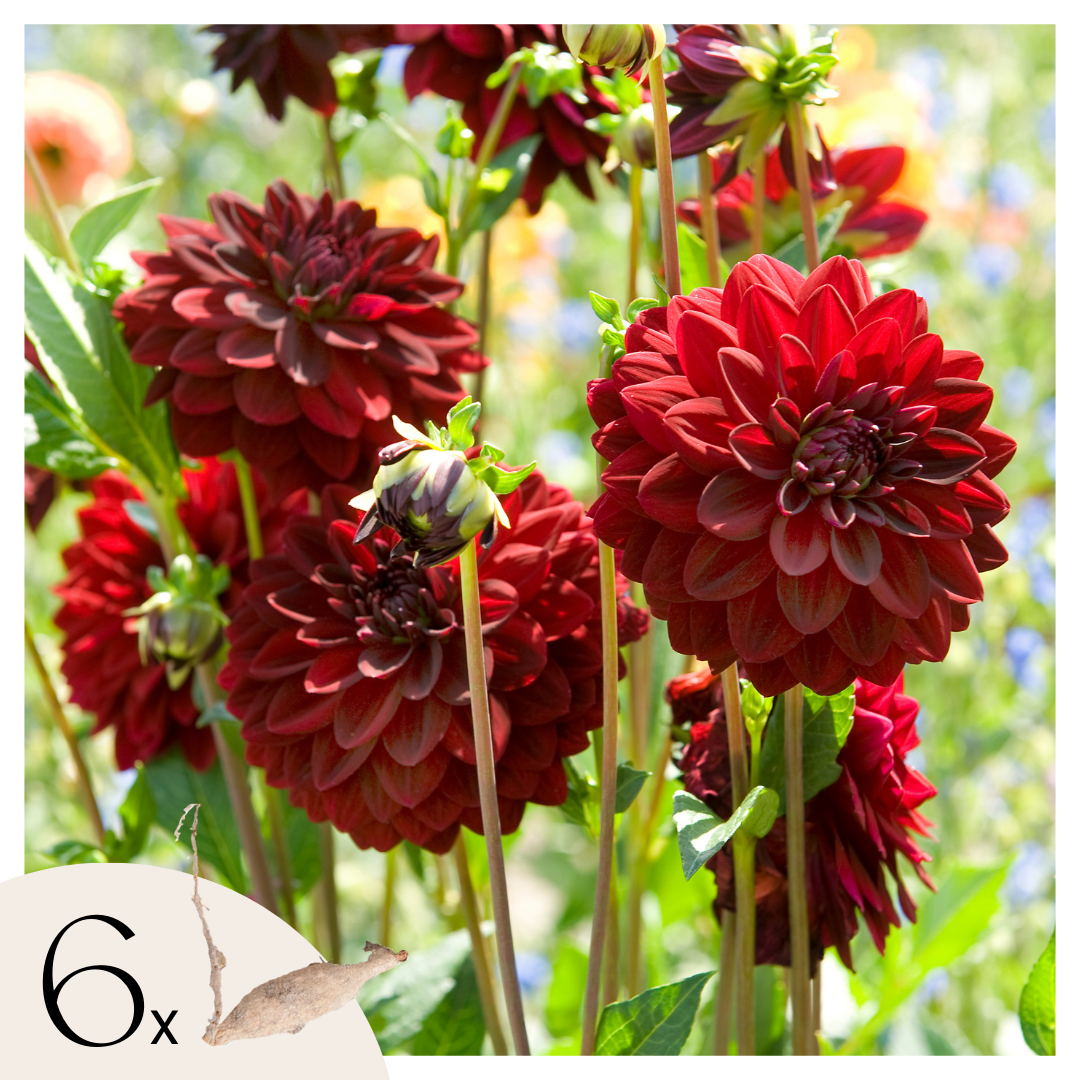 Dahlia tubers - 6 pcs. - Dahlia 'Arabian Night' - Flower Bulbs - Red