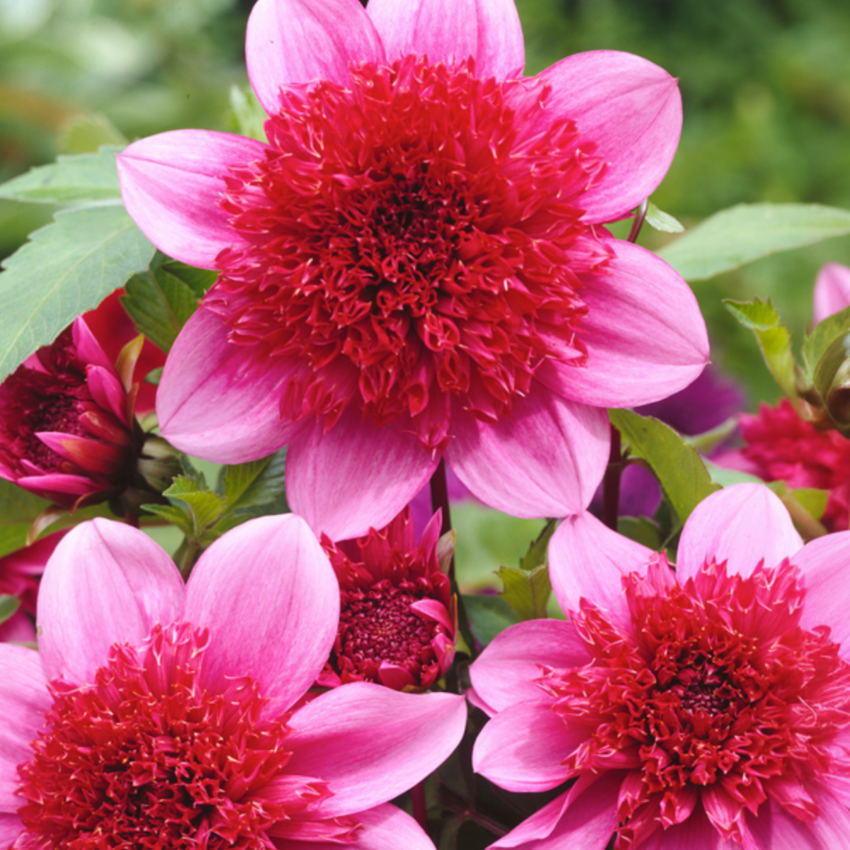Dahlia tubers - 3 pcs. - Dahlia 'Blue Bayou' - Flower Bulbs - Red