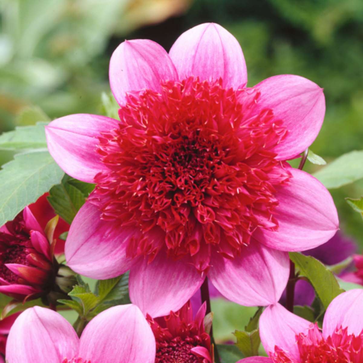 Dahlia tubers - 3 pcs. - Dahlia 'Blue Bayou' - Flower Bulbs - Red