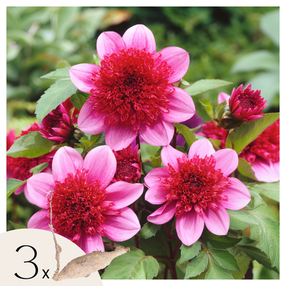 Dahlia tubers - 3 pcs. - Dahlia 'Blue Bayou' - Flower Bulbs - Red