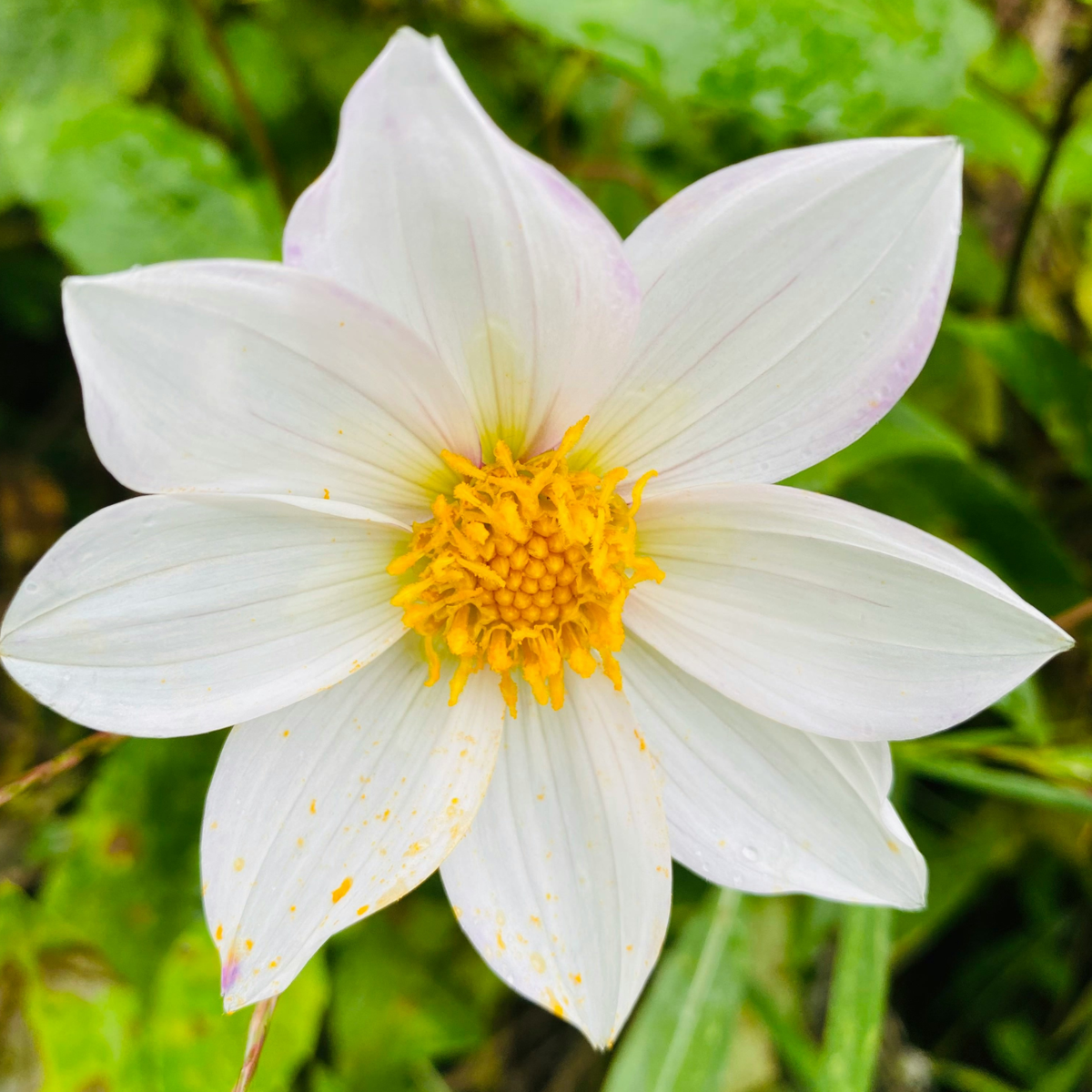 Dahlia tubers - 5 pcs. - Dahlia 'Sunset Mix' - Flower Bulbs - Red