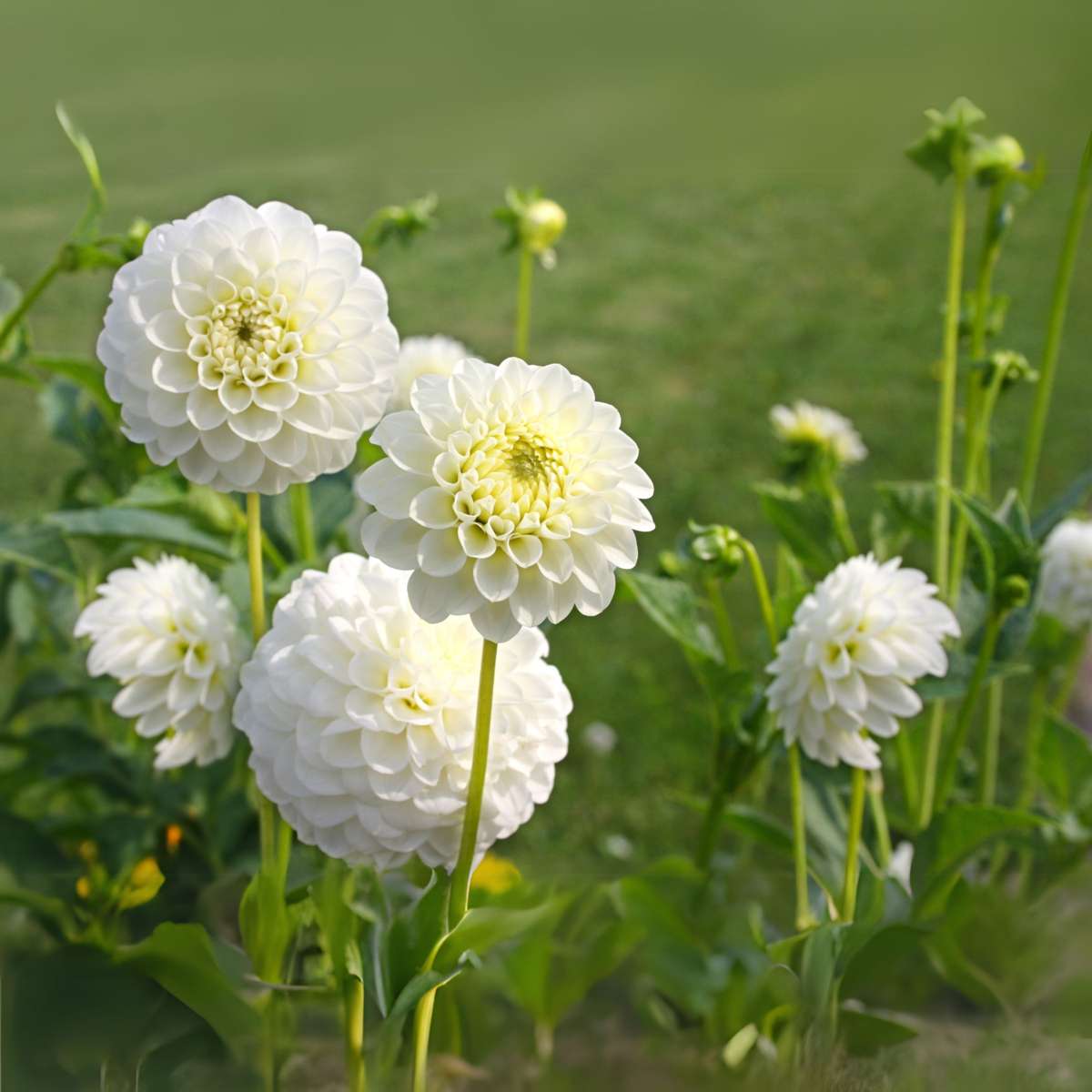 Dahlia tubers - 3 pcs. - Dahlia 'Boom Boom White' - Flower Bulbs - White