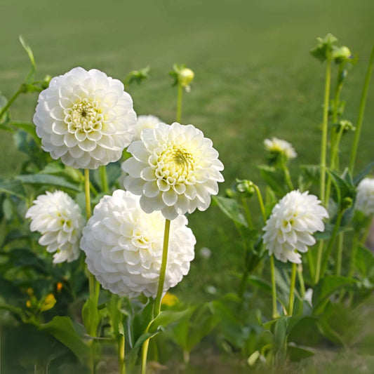 Dahlia tubers - 3 pcs. - Dahlia 'Boom Boom White' - Flower Bulbs - White