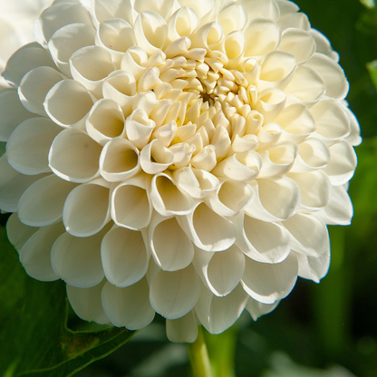 Dahlia tubers - 3 pcs. - Dahlia 'Boom Boom White' - Flower Bulbs - White