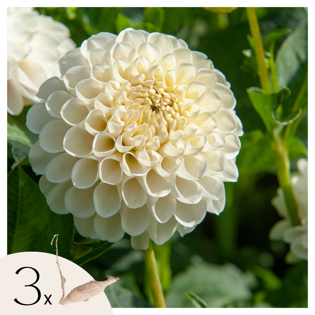 Dahlia tubers - 3 pcs. - Dahlia 'Boom Boom White' - Flower Bulbs - White