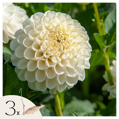 Dahlia tubers - 3 pcs. - Dahlia 'Boom Boom White' - Flower Bulbs - White