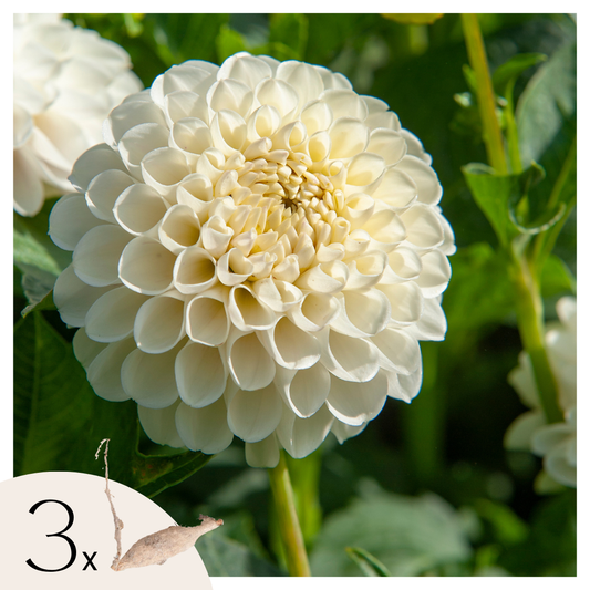 Dahlia tubers - 3 pcs. - Dahlia 'Boom Boom White' - Flower Bulbs - White