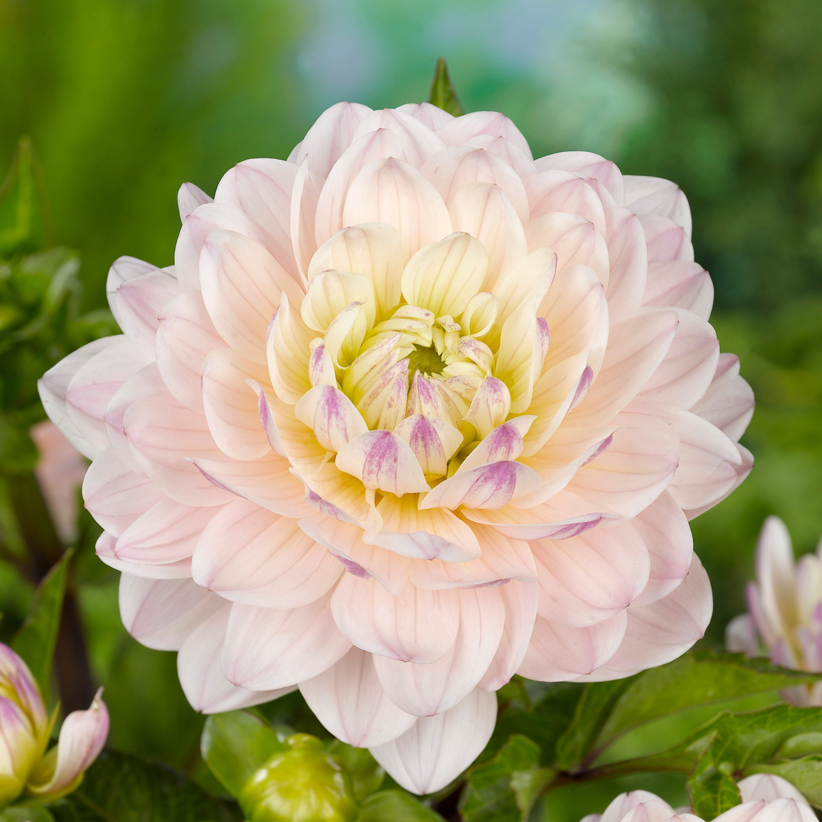 Dahlia tubers - 3 pcs. - Dahlia 'Diana's Memory' - Flower Bulbs