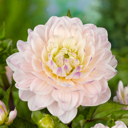 Dahlia tubers - 3 pcs. - Dahlia 'Diana's Memory' - Flower Bulbs