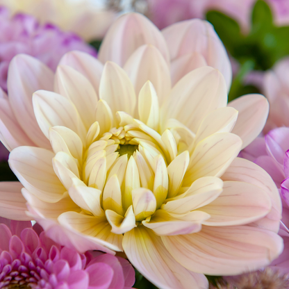 Dahlia tubers - 3 pcs. - Dahlia 'Diana's Memory' - Flower Bulbs