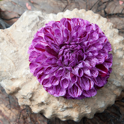 Dahlia tubers - 3 pcs. - Dahlia 'Marble Ball' - Flower Bulbs - Purple