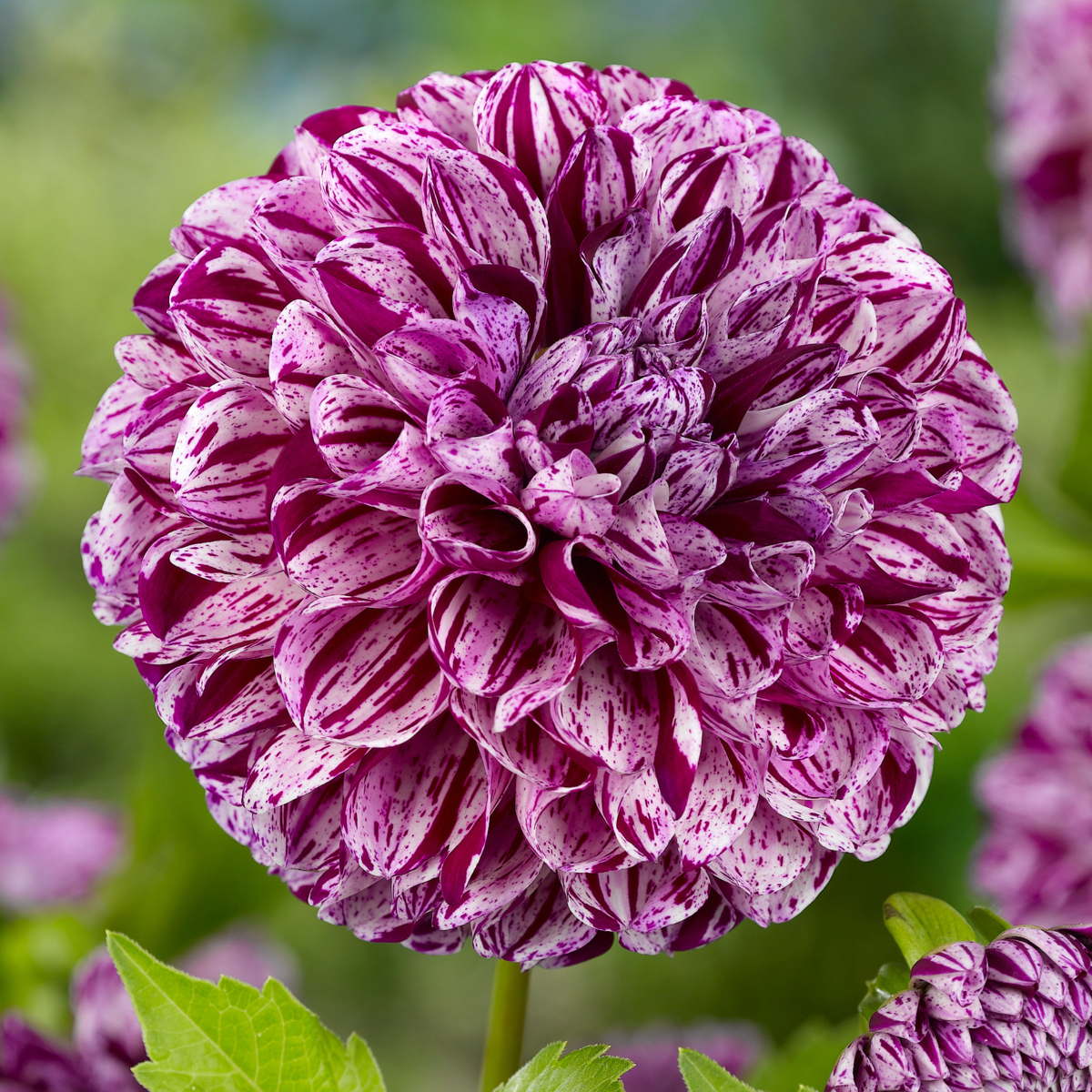 Dahlia tubers - 3 pcs. - Dahlia 'Marble Ball' - Flower Bulbs - Purple