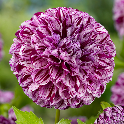 Dahlia tubers - 3 pcs. - Dahlia 'Marble Ball' - Flower Bulbs - Purple