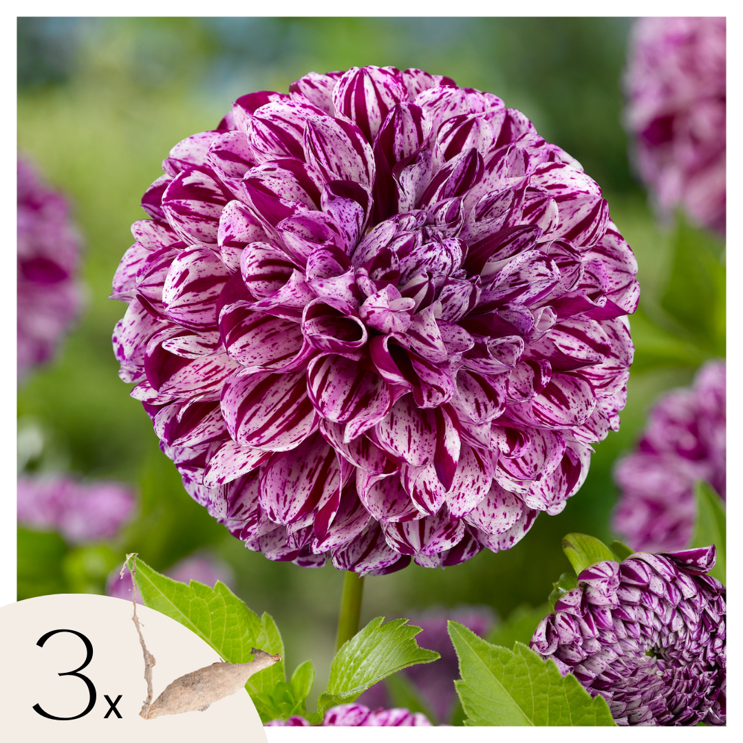 Dahlia tubers - 3 pcs. - Dahlia 'Marble Ball' - Flower Bulbs - Purple