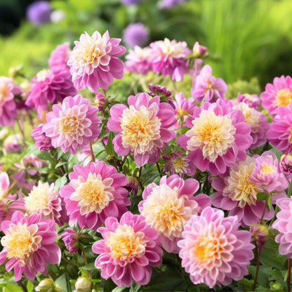 Dahlia tubers - 3 pcs. - Dahlia 'Take Off' - Flower Bulbs - Pink