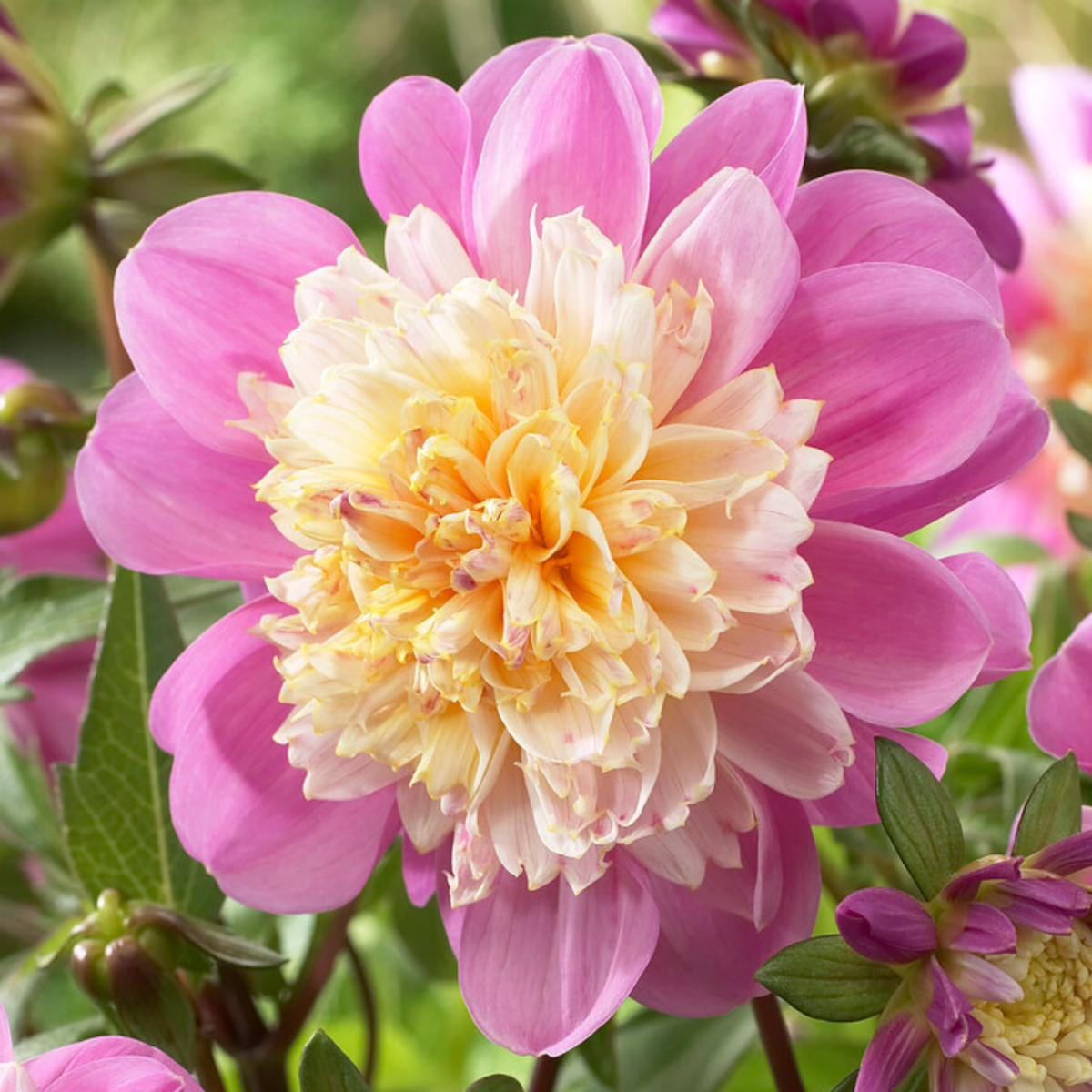 Dahlia tubers - 3 pcs. - Dahlia 'Take Off' - Flower Bulbs - Pink