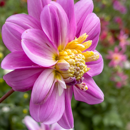 Dahlia tubers - 3 pcs. - Dahlia 'Take Off' - Flower Bulbs - Pink