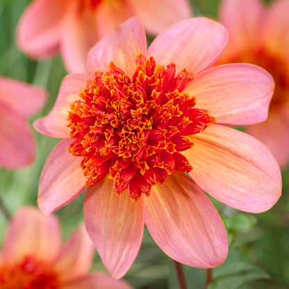Dahlia tubers - 3 pcs. - Dahlia 'Totally Tangerine' - Flower Bulbs - Orange
