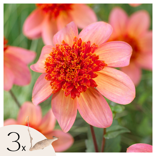 Dahlia tubers - 3 pcs. - Dahlia 'Totally Tangerine' - Flower Bulbs - Orange