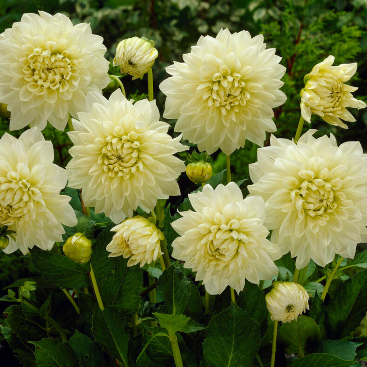 Dahlia tubers - 3 pcs. - Dahlia 'White Perfection' - Flower Bulbs - White