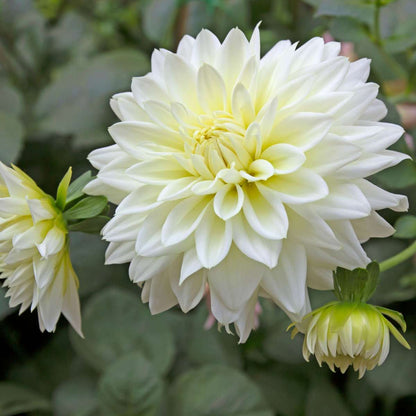 Dahlia tubers - 3 pcs. - Dahlia 'White Perfection' - Flower Bulbs - White