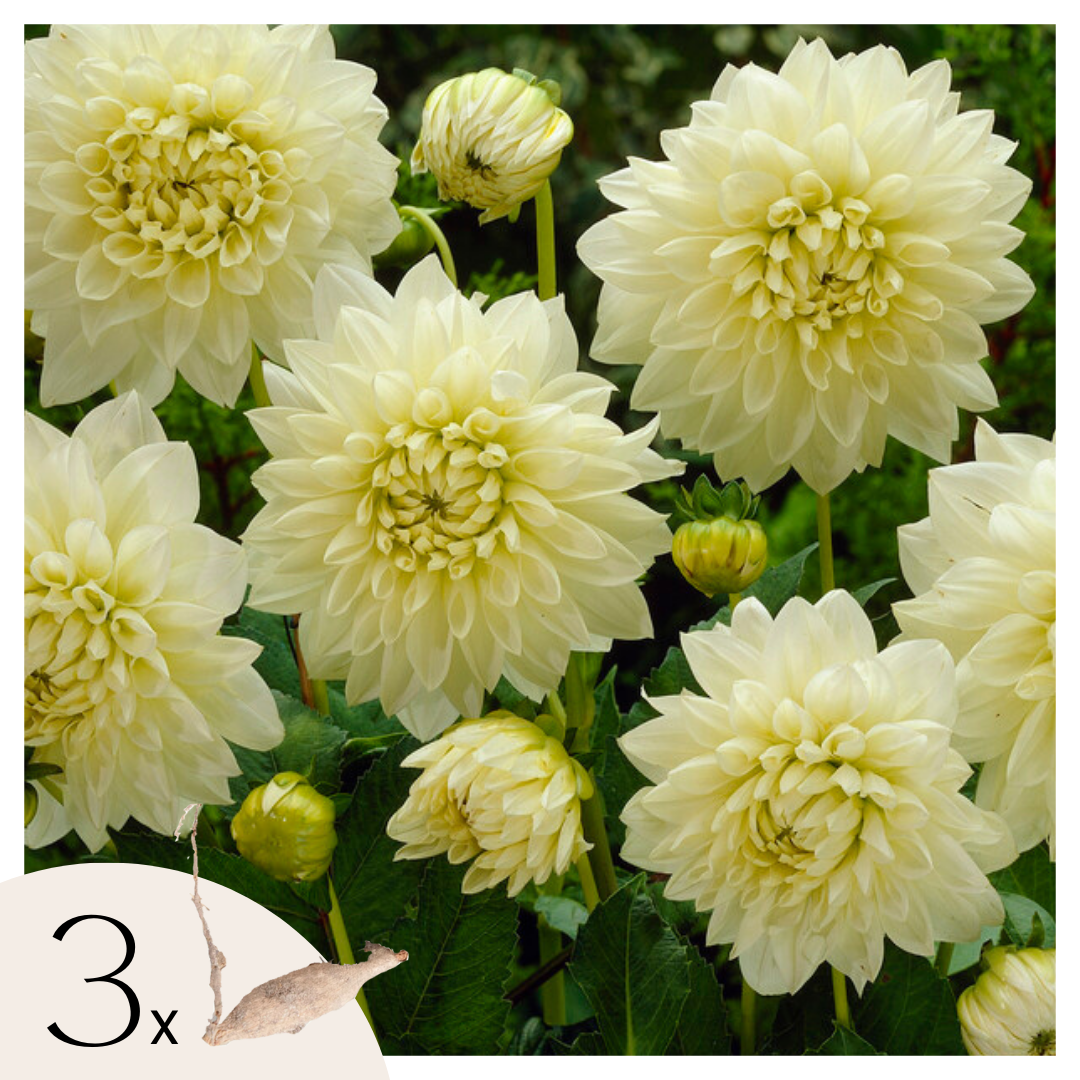 Dahlia tubers - 3 pcs. - Dahlia 'White Perfection' - Flower Bulbs - White
