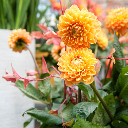 Dahlia tubers - 3 pcs. - Dahlia 'Sylvia' - Flower Bulbs - Orange