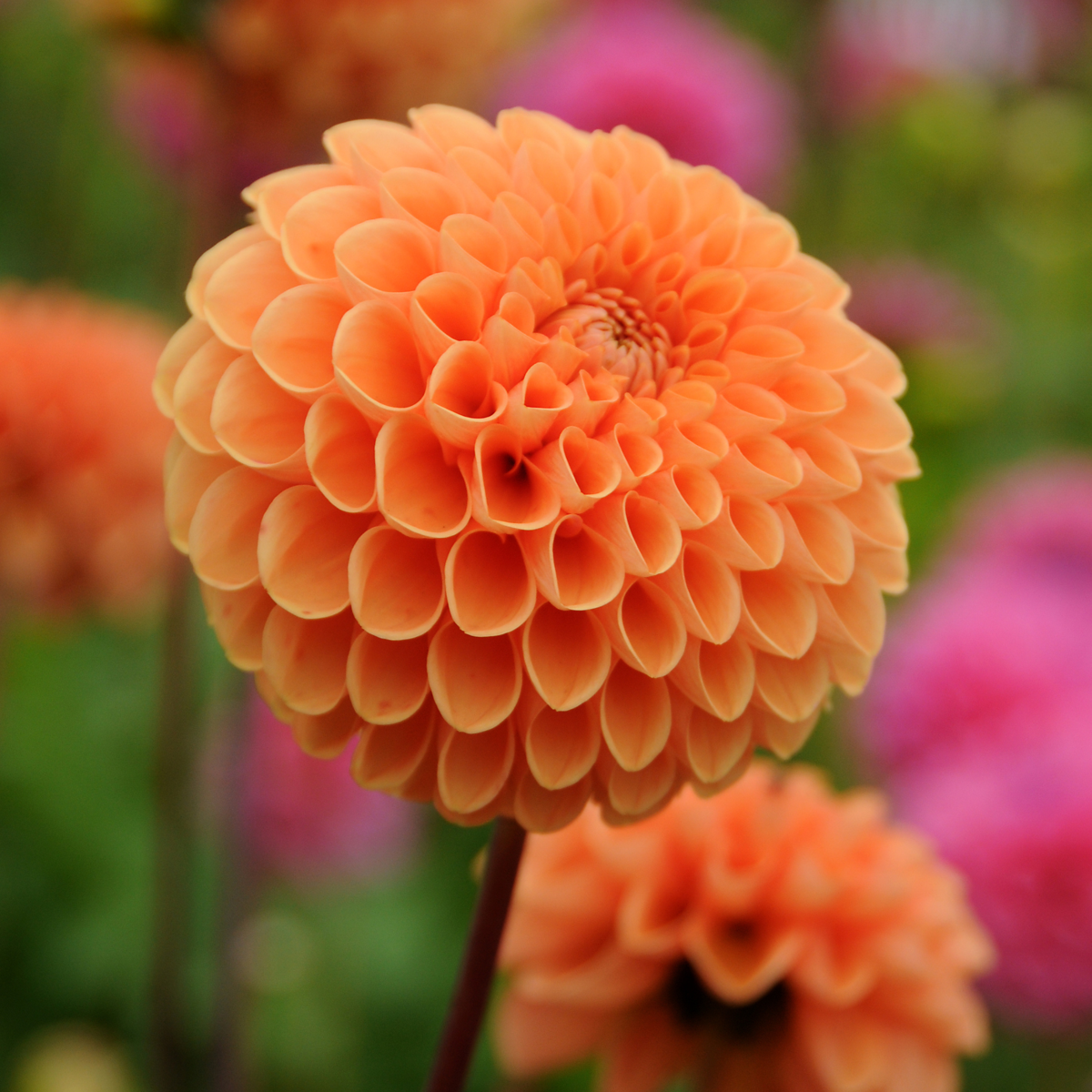 Dahlia tubers - 3 pcs. - Dahlia 'Sylvia' - Flower Bulbs - Orange