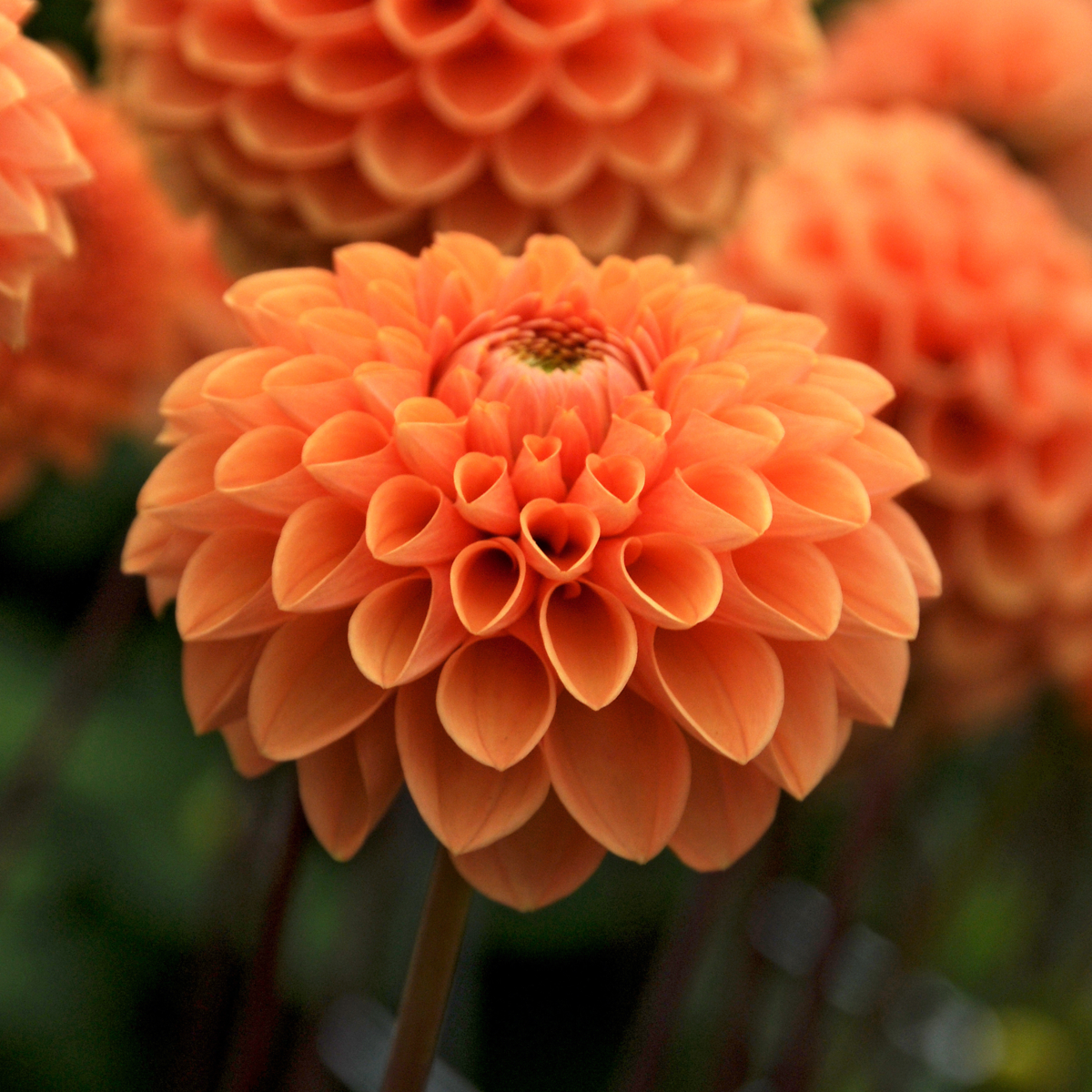 Dahlia tubers - 3 pcs. - Dahlia 'Sylvia' - Flower Bulbs - Orange