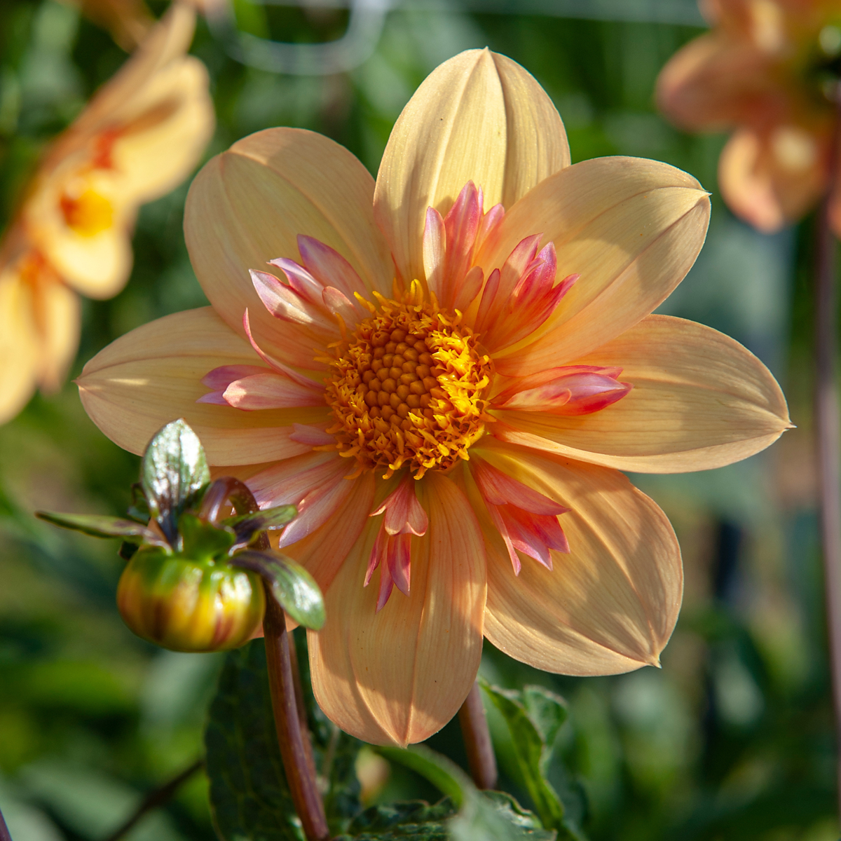 Dahlia tubers - 3 pcs. - Dahlia 'Kelsey Annie Joy' - Flower Bulbs - Orange