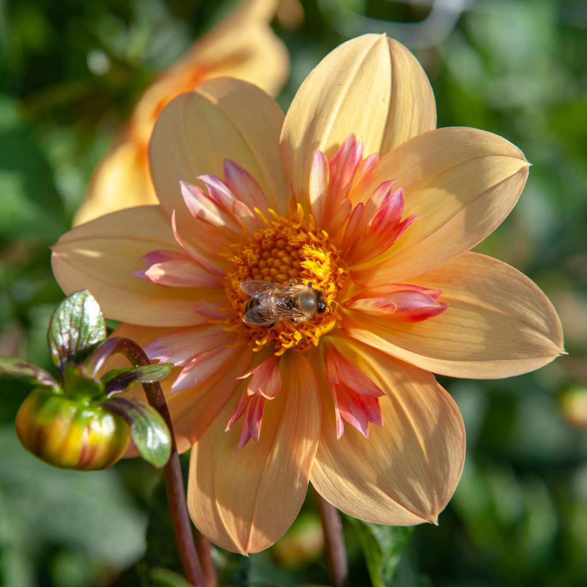Dahlia tubers - 3 pcs. - Dahlia 'Kelsey Annie Joy' - Flower Bulbs - Orange