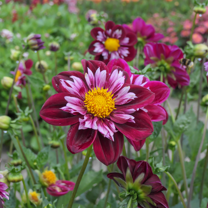 Dahlia tubers - 3 pcs. - Dahlia 'Mary Evelyn' - Flower Bulbs - Red