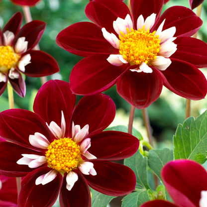 Dahlia tubers - 3 pcs. - Dahlia 'Mary Evelyn' - Flower Bulbs - Red