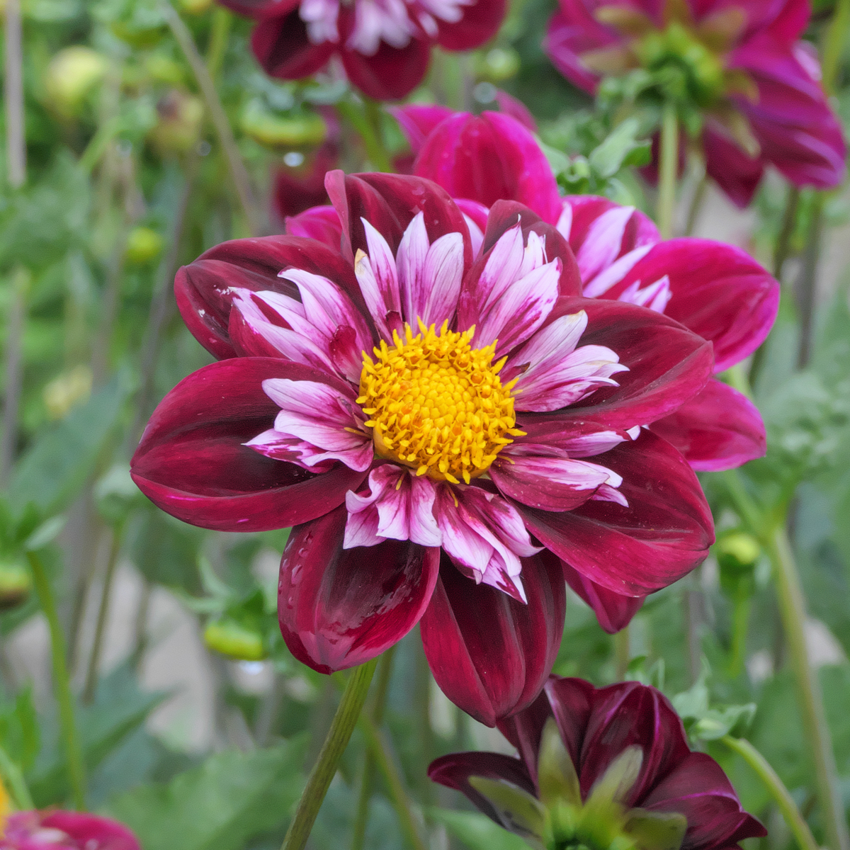 Dahlia tubers - 3 pcs. - Dahlia 'Mary Evelyn' - Flower Bulbs - Red