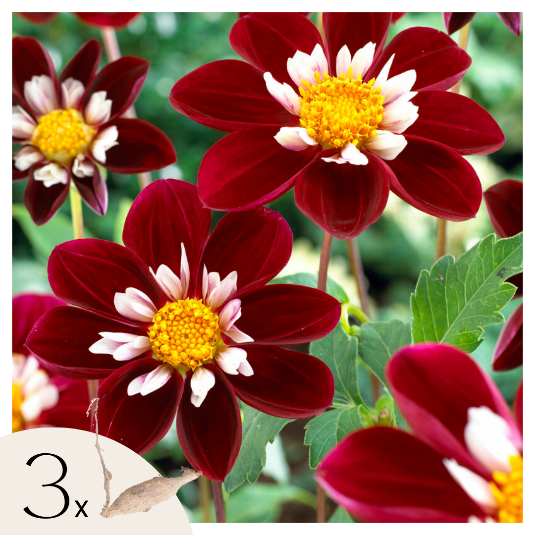 Dahlia tubers - 3 pcs. - Dahlia 'Mary Evelyn' - Flower Bulbs - Red