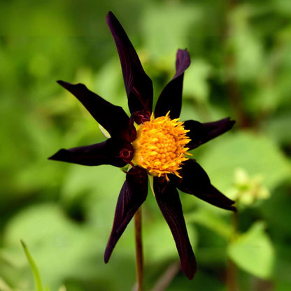 Dahlia tubers - 3 pcs. - Dahlia 'Verrone's Obsidian' - Flower Bulbs