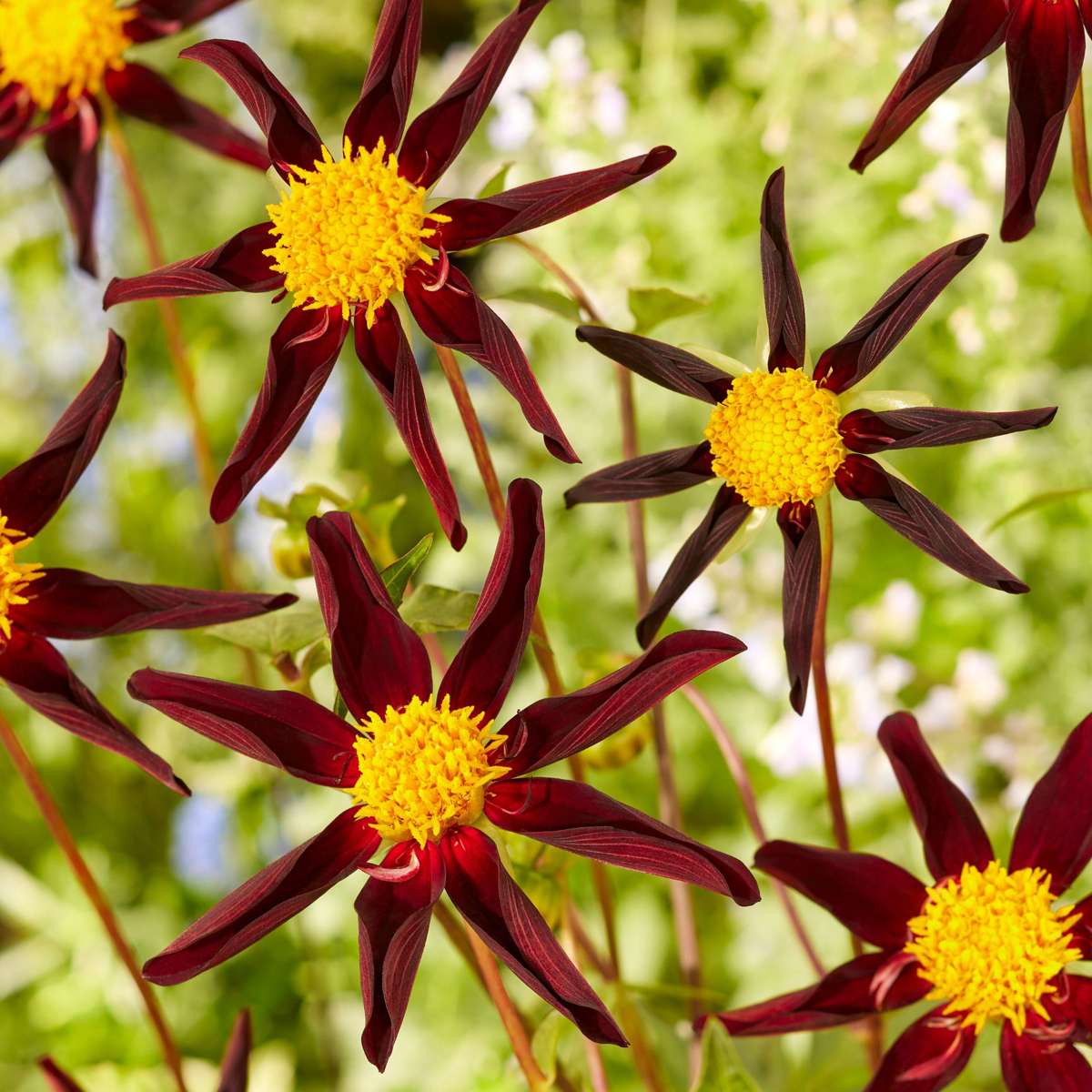 Dahlia tubers - 3 pcs. - Dahlia 'Verrone's Obsidian' - Flower Bulbs