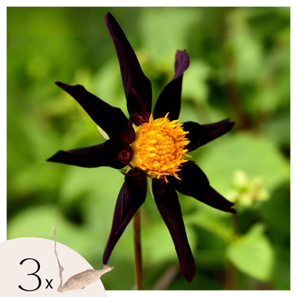 Dahlia tubers - 3 pcs. - Dahlia 'Verrone's Obsidian' - Flower Bulbs